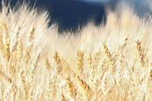 Grano al sole